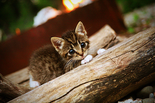 当药厂遇见非洲雄狮,赖斯攻防两端的统治力如何定义现代足球