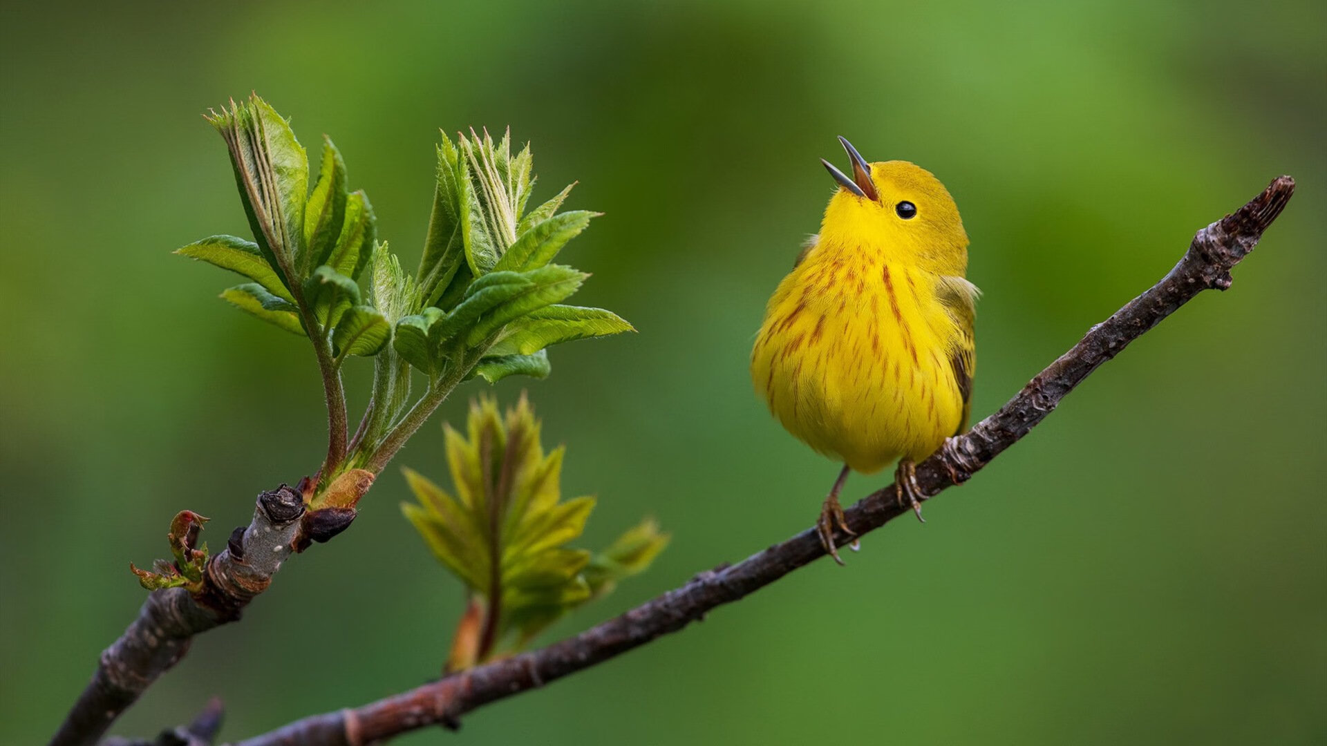 跨界传奇，厄瓜多尔足球的轻取哲学，如何点燃佩德里季后赛抢七的接管之火？